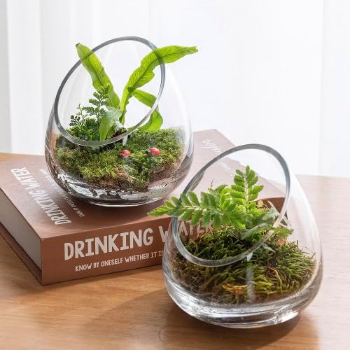 MyGift 5 Inch Premium Clear Glass Air Plant Terrarium, Tealight Candle Holder, Succulent Cactus