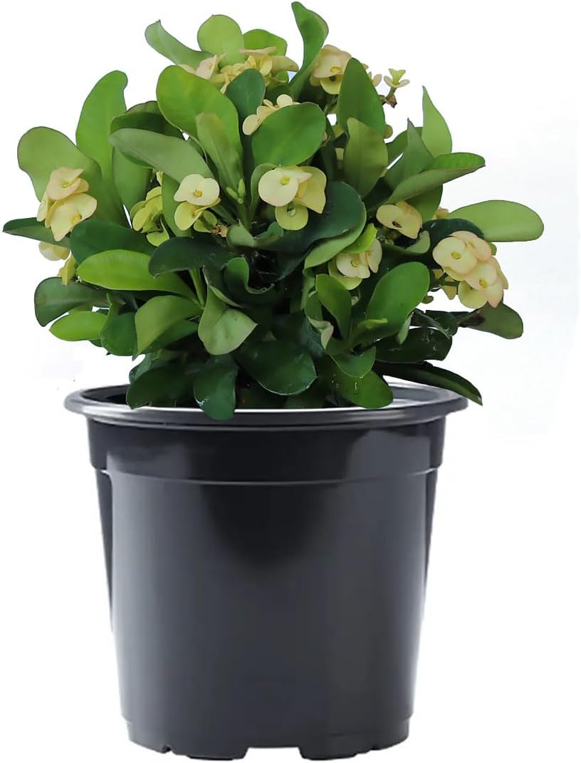 American Plant Exchange Live Crown of Thorns 'Yellow' – 6-Inch Pot – Flowering Succulent with Thick