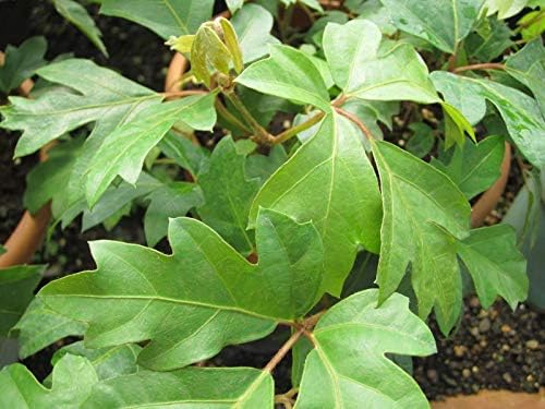 Grape Ivy - 5 Live Plants in 4 Inch Pots -Cissus Rhombifolia - Beautiful Easy Care Indoor