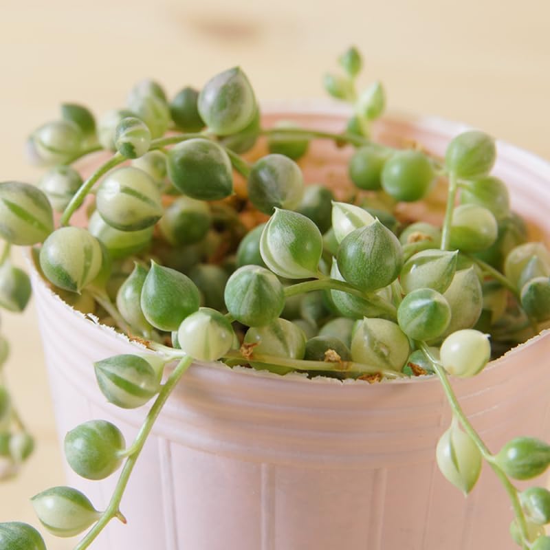 Variegated String of Pearls Plant Live, Succulent Trailing Vine, Indoor Houseplant Live in Pot