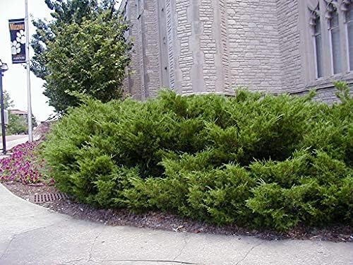 Sea Green Juniper - 1 Live Gallon Size Plant - Juniperus Chinensis - Drought Tolerant Cold Hardy