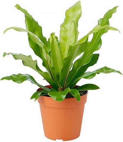 American Plant Exchange Bird’s Nest Fern – 6-Inch Pot – Live Easy Care Indoor Houseplant