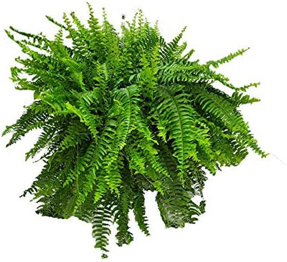 Live Boston Fern Hanging Basket Plant (10" Hanging Basket) - Overall Spread 25" to 30" - Tropical