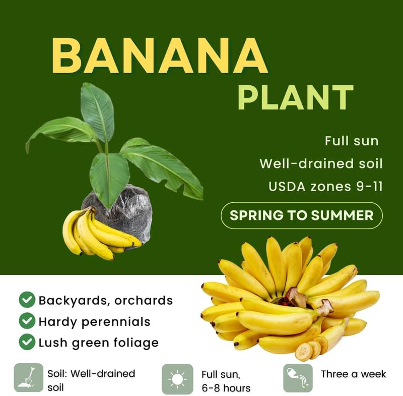 Grand Nain Banana Plant Live, 4-6" Tall Well-Rooted for Indoor Tropical Displays, Cold Hardy Banana