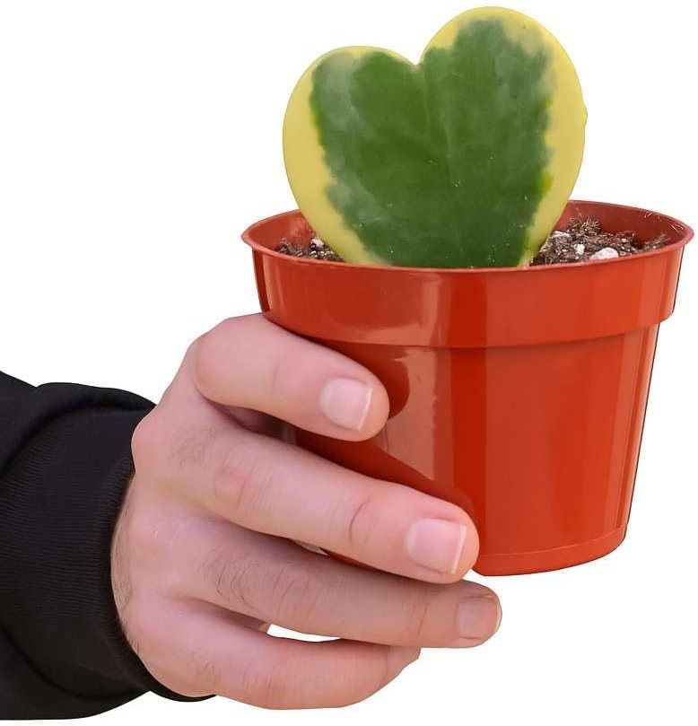 Hoya Sweetheart Variegated Live Plant for Indoor | Different Houseplants in 3'' Pot | Real House