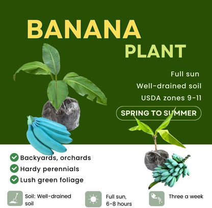 Blue Ice Cream Banana Plant Live, 4-6" Tall Well-Rooted for Indoor Tropical Displays, Cold Hardy