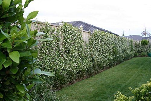 Jasmine Confederate Qty 30 Live Plants Fragrant Easy to Grow Vine Showy Blooms
