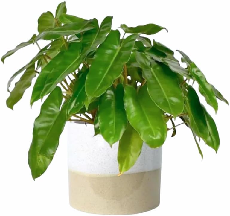 2 Green Leaf Philodendron Live Plant 5-9" Tall, Rare Tropical Indoor Houseplant Home Garden
