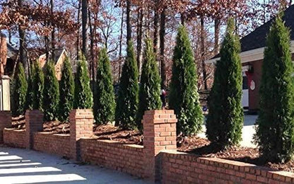Emerald Arborvitae - Live Plants Shipped 1 to 2 Feet Tall by DAS Farms (No California)