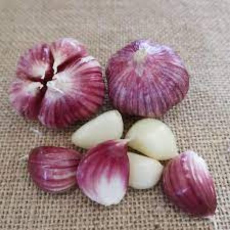 1 Pound Garlic for Planting in Fall Hardneck, 8-10 Chesnok Red Garlic Bulbs for Planting, Fresh and