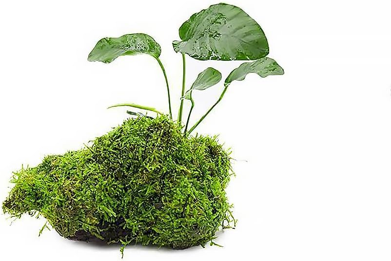 SubstrateSource Live Planted Decor - Anubias Barteri & Christmas Moss on Driftwood - Deep Green