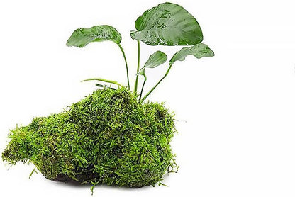 SubstrateSource Live Planted Decor - Anubias Barteri & Christmas Moss on Driftwood - Deep Green