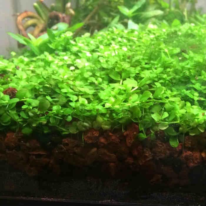 Foreground Potted Live Aquarium Plants | Freshwater Aquatic Plants for Aquariums (Potted Monte