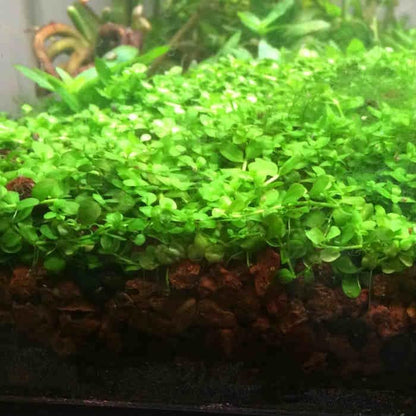 Foreground Potted Live Aquarium Plants | Freshwater Aquatic Plants for Aquariums (Potted Monte