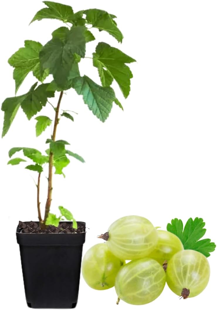Sweet Gooseberry Plant Live for Planting, Gooseberry Bushes Live Plant 5 to 9 Inch Tall