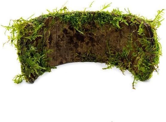SubstrateSource Live Planted Decor - Christmas Moss (Vesicularia montagnei) on Coconut Shell Bridge