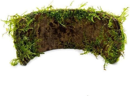 SubstrateSource Live Planted Decor - Christmas Moss (Vesicularia montagnei) on Coconut Shell Bridge