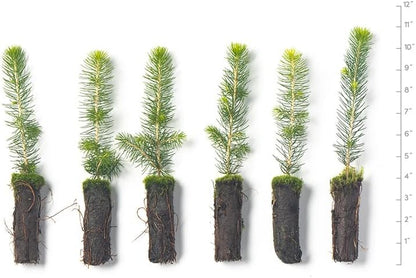Norway Spruce Tree Seedlings | 6"-12" | Arbor Day Foundation (5-Pack)