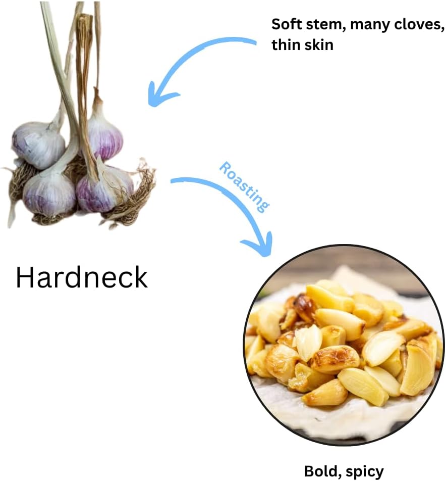 1 Pound Hard Neck Garlic for Planting in Fall, Assorted Mixed Garlic Bulb for Planting, Fresh and