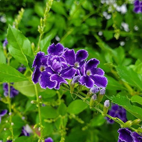 Tropical Plants of Florida - Duranta Sapphire Showers - Flowering Bush Plant - Overall Height 22"