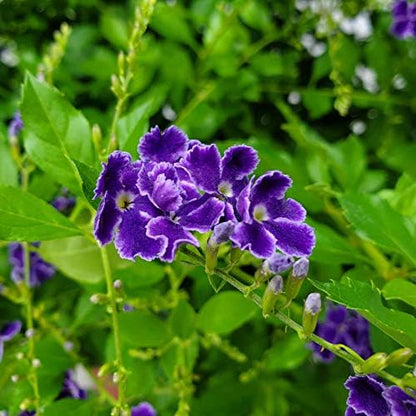 Tropical Plants of Florida - Duranta Sapphire Showers - Flowering Bush Plant - Overall Height 22"