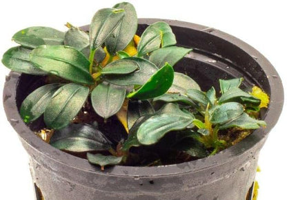 SubstrateSource Bucephalandra Mini Coin Potted Live Aquarium Plant - Natural Freshwater Fish Tank