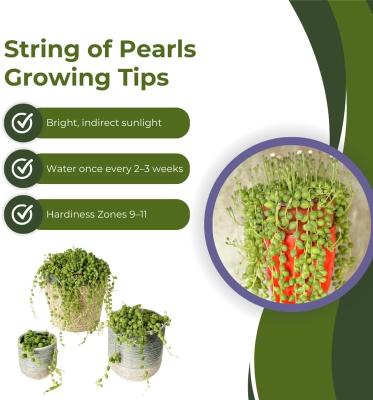 Variegated String of Pearls Plant Live, Succulent Trailing Vine, Indoor Houseplant Live in Pot