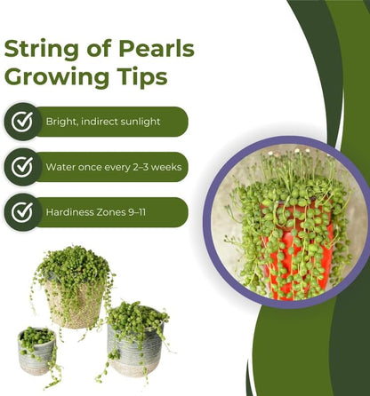 Variegated String of Pearls Plant Live, Succulent Trailing Vine, Indoor Houseplant Live in Pot
