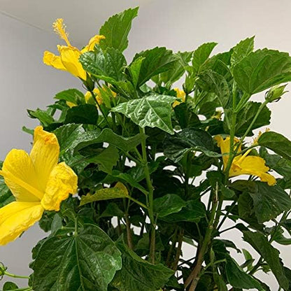 Hibiscus Live Plant - Yellow Hibiscus Bush - Flowering Plants - Yellow Ft. Myers - Overall Height