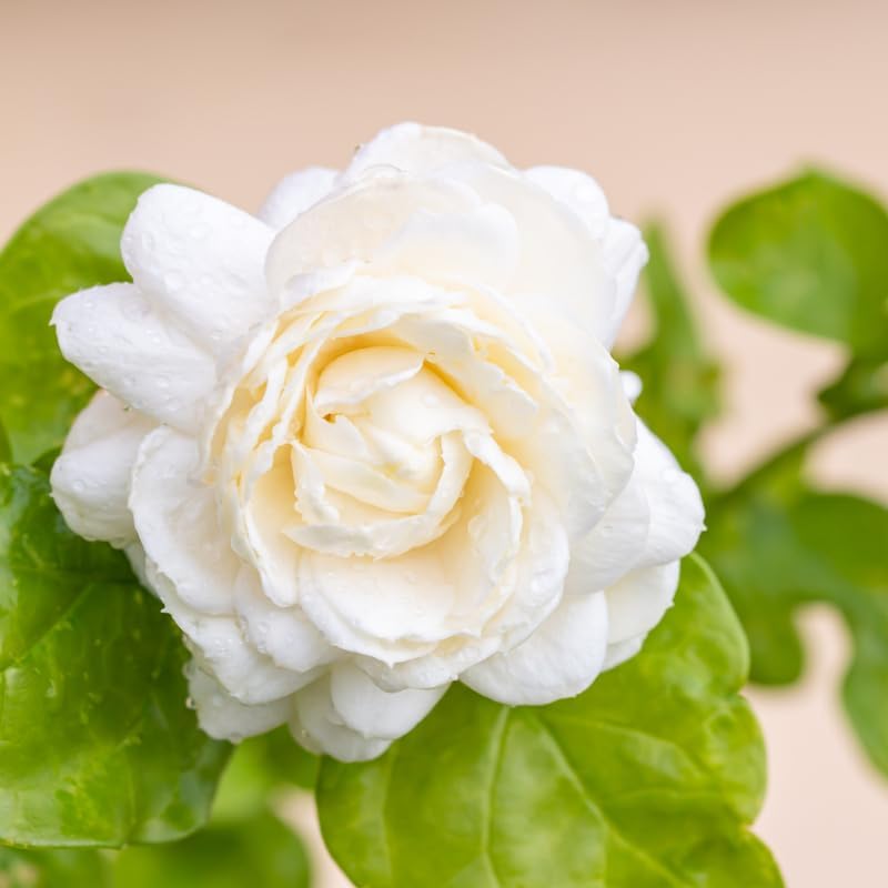 Jasmine Plant, Fragrant Jasmine Flower Vine 4-8 Inches Well Rooted for Container, Hanging Basket