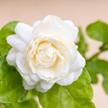 Jasmine Plant, Fragrant Jasmine Flower Vine 4-8 Inches Well Rooted for Container, Hanging Basket