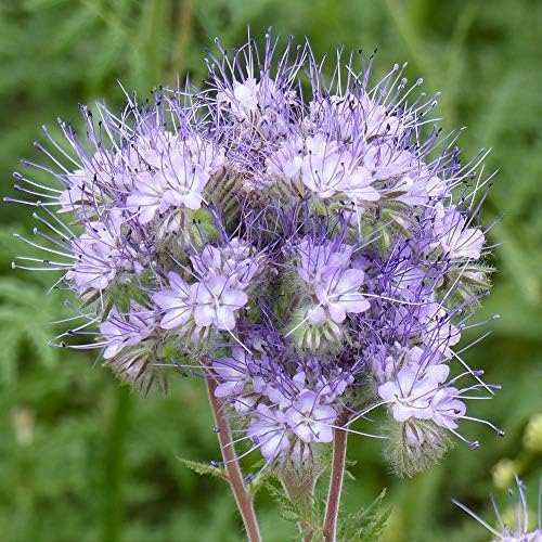 Outsidepride Lacy Phacelia Seeds for Planting - 1 Lb. Annual, Drought-Tolerant Wildflower Seeds