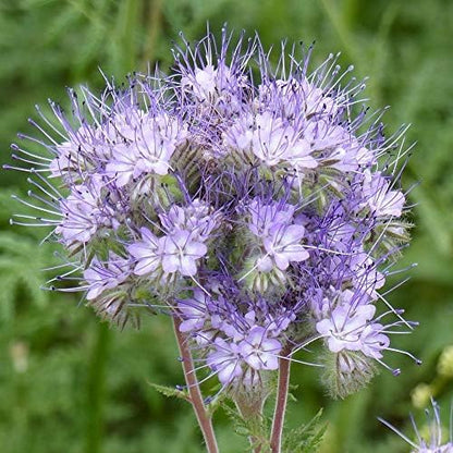 Outsidepride Lacy Phacelia Seeds for Planting - 1 Lb. Annual, Drought-Tolerant Wildflower Seeds