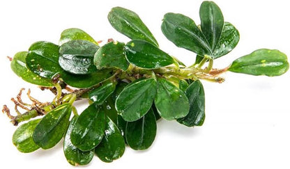 SubstrateSource Bucephalandra Purple Blue Live Aquarium Plant - Natural Freshwater Fish Tank