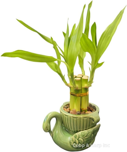 6-Stalk of 4" Small Lucky Bamboo Live Indoor Plant with Ceramic Vase, Live Indoor Lucky Bamboo for