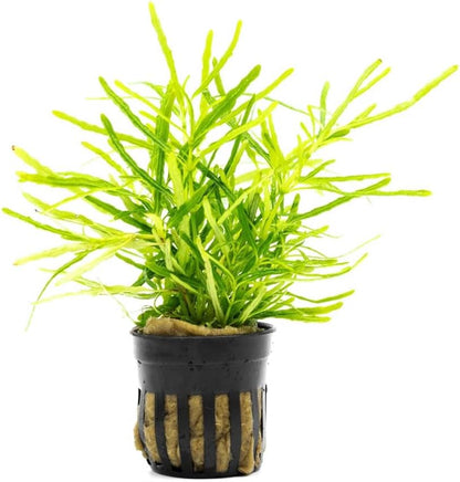 SubstrateSource Live Jungle Plants - Hemigraphis repanda 'Green' (Hemigraphis sp.) - Low to Medium
