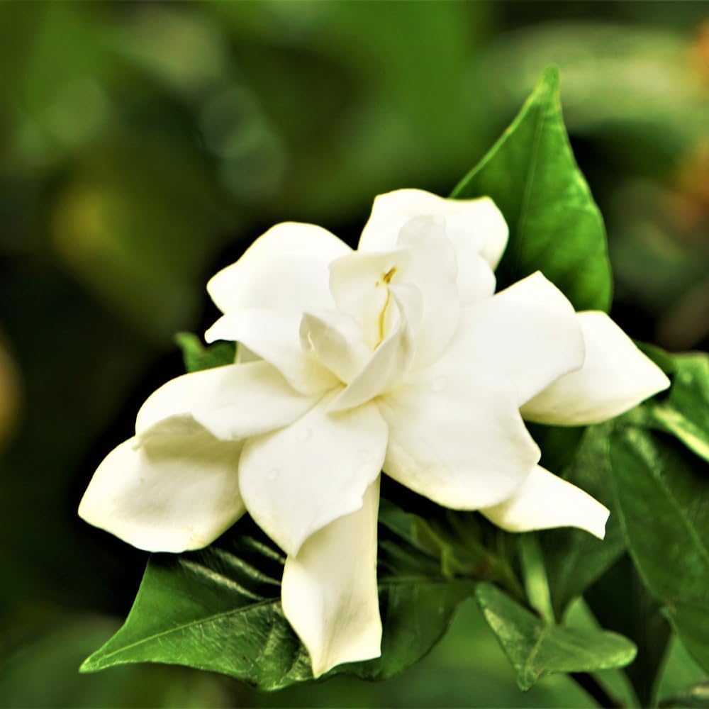 Jasmine Plant, Fragrant Jasmine Flower Vine 4-8 Inches Well Rooted for Container, Hanging Basket