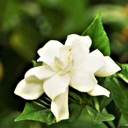 Jasmine Plant, Fragrant Jasmine Flower Vine 4-8 Inches Well Rooted for Container, Hanging Basket