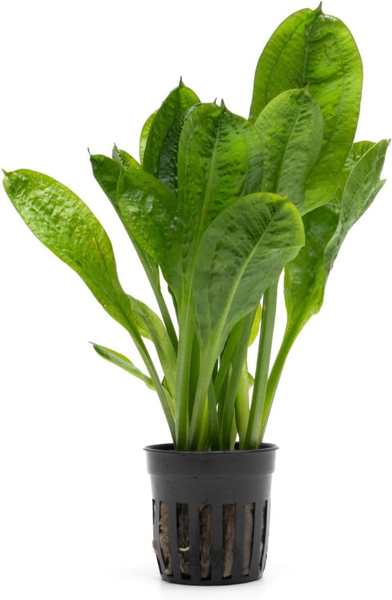 SubstrateSource Echinodorus Parviflorus Rosette Sword Live Plant for Freshwater Aquariums, Natural