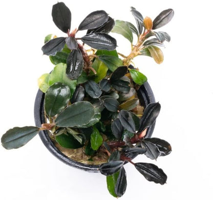 SubstrateSource Bucephalandra Arrogant Blue Potted Live Aquarium Plant - Natural Freshwater Fish