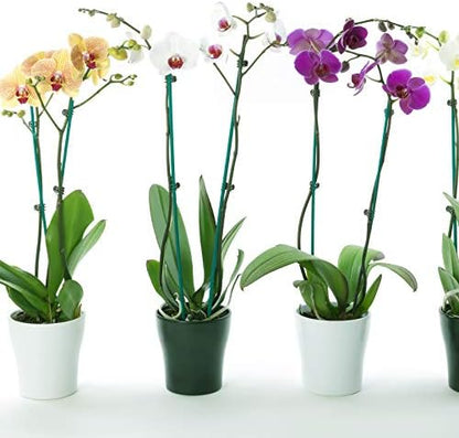 30 Pcs Plant Support Stakes Kit 15 Inch Bamboo Plant Stakes with 50 Pieces Orchid Clips Plastic