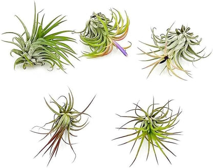 ragnaroc Air Plants - Tillandsia Ionantha Pack, Regular 1-3" - 5ct - Live Arrival Guaranteed