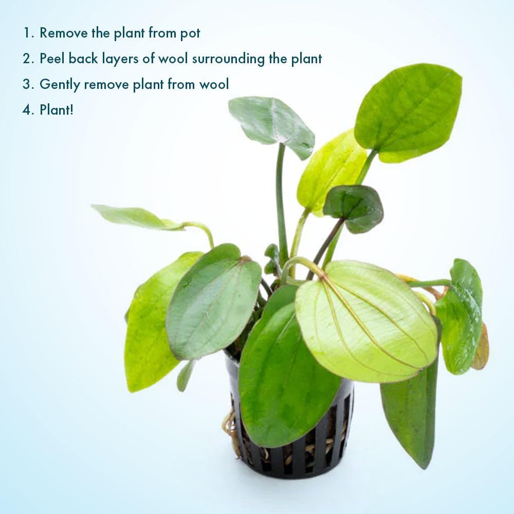 SubstrateSource Live Plants - Echinodorus ‘Horizontalis Variegated’ - Moderate to High Light, Green