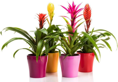Gardenera Organic Bromeliad Soil Blend - Enhance The Beauty and Resilience of Your Plants - 20
