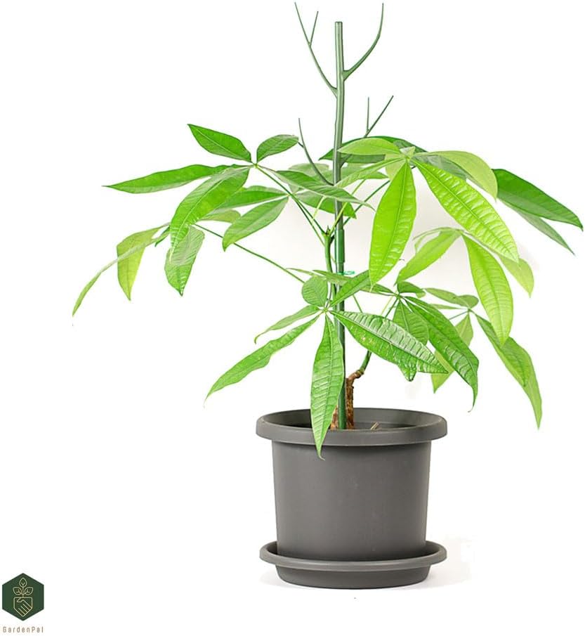 GardenPal 43.3" 6 Pack Detachable Twig Plant Support Stakes, Branch Sticks with Orchid Clips and