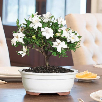 Gardenia Mystery - Gardenia Jasminoides. Hardy Evergreen Shrub with Large, Sweetly Fragrant White