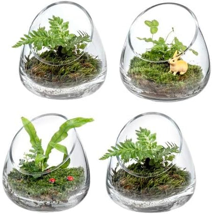 MyGift 5 Inch Premium Clear Glass Air Plant Terrarium, Tealight Candle Holder, Succulent Cactus
