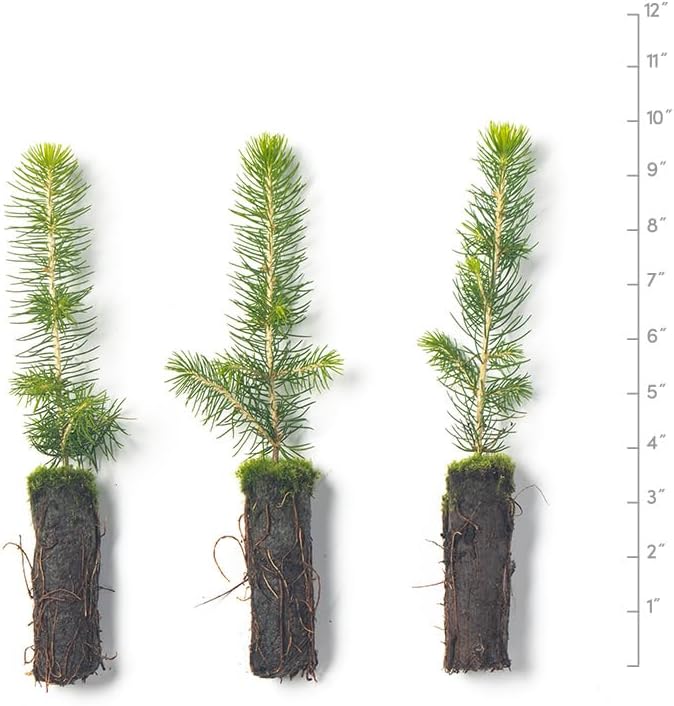 Norway Spruce Tree Seedlings | 6"-12" | Arbor Day Foundation (3-Pack)