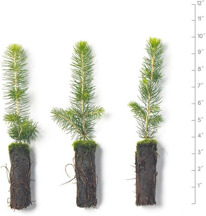 Norway Spruce Tree Seedlings | 6"-12" | Arbor Day Foundation (3-Pack)