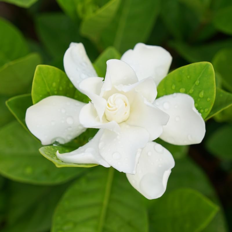 Gardenia Live Plant, White Flower Jasmine Gardenia Plant in 4 Inch Pot, White Gardenia Flower Live